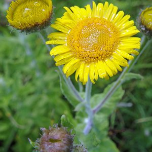 Großes Flohkraut / Pulicaria dysenterica