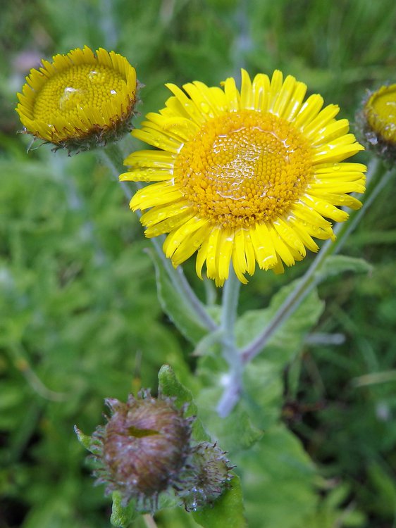 Großes Flohkraut / Pulicaria dysenterica