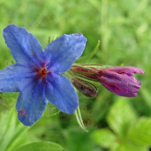 Blauroter Steinsame / Lithospermum purpurocaeruleum