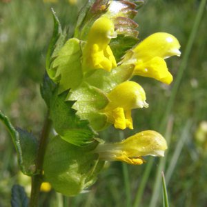 Kleiner Klappertopf / Rhinanthus minor