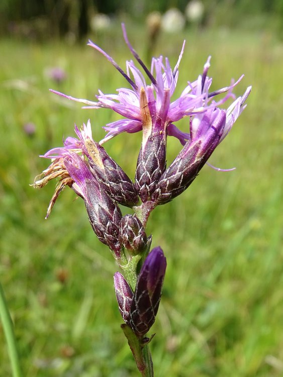 Färber-Scharte / Serratula tinctoria