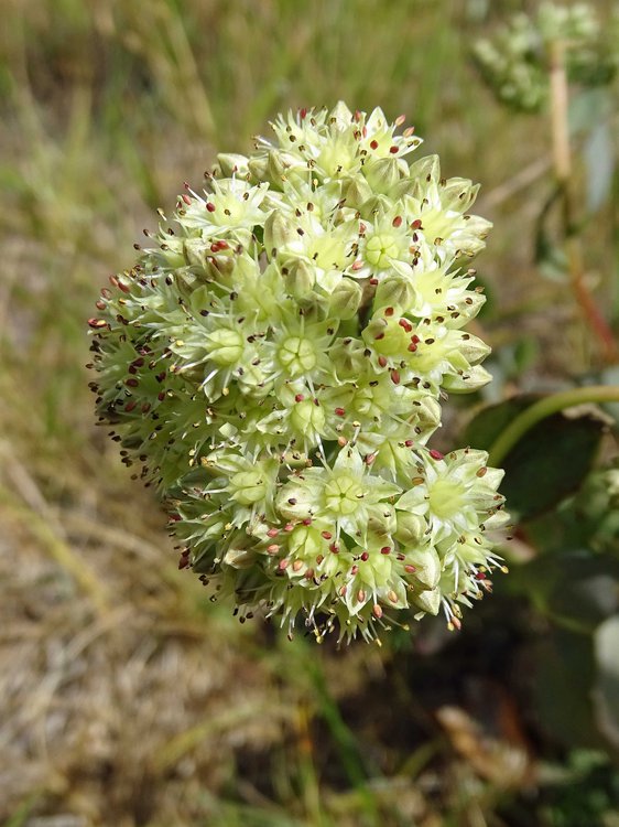 Große Fetthenne / Hylotelephium maximum