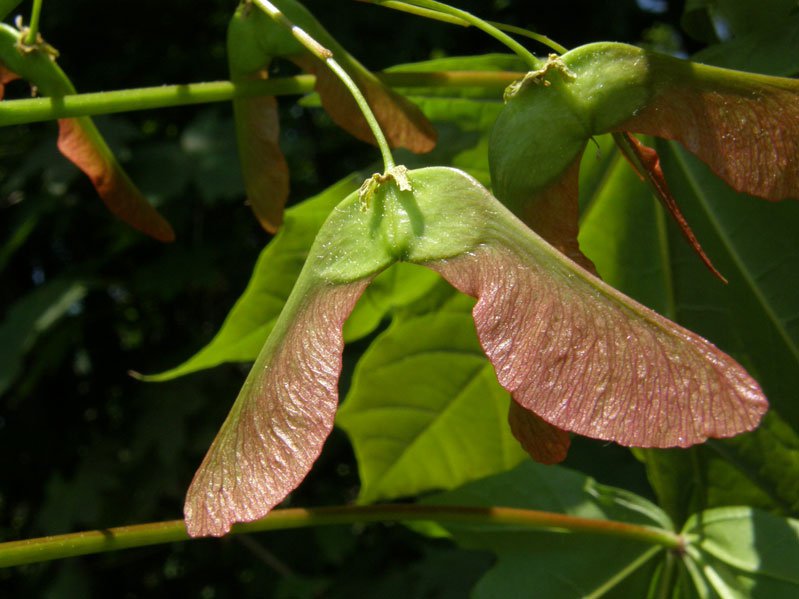 Spitz-Ahorn / Acer platanoides