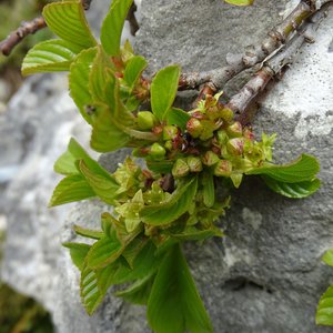 Zwerg-Kreuzdorn / Rhamnus pumila