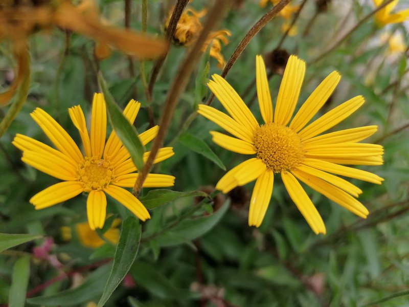 Weidenblättriges Ochsenauge / Buphthalmum salicifolium