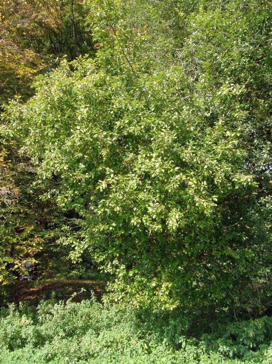 Sal-Weide / Salix caprea