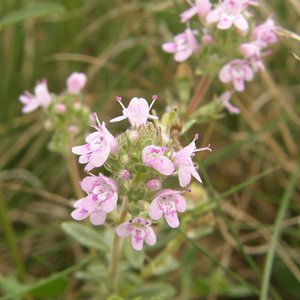 Sand-Thymian / Thymus serphyllum