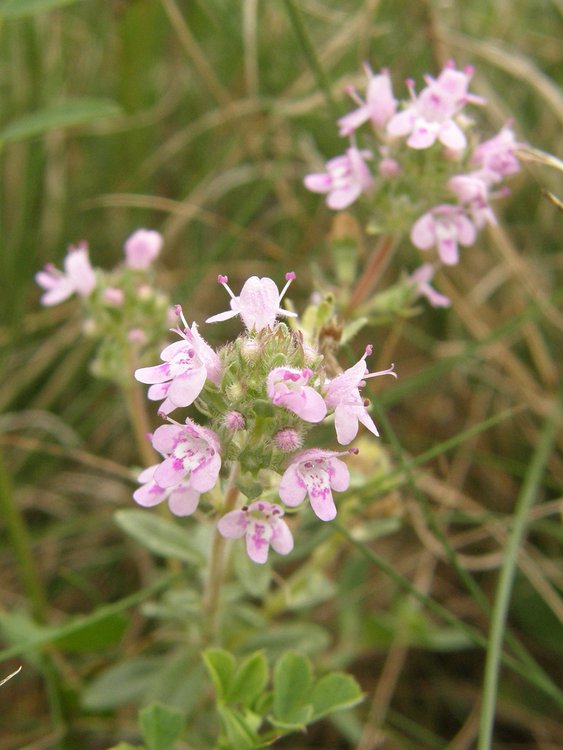 Sand-Thymian / Thymus serphyllum