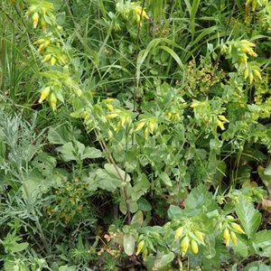 Kleine Wachsblume / Cerinthe minor