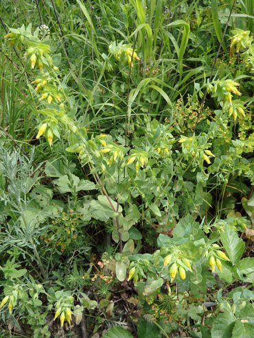 Kleine Wachsblume / Cerinthe minor