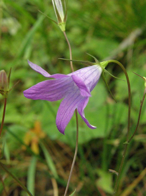 Wiesen-Glockenblume / Campanula patula
