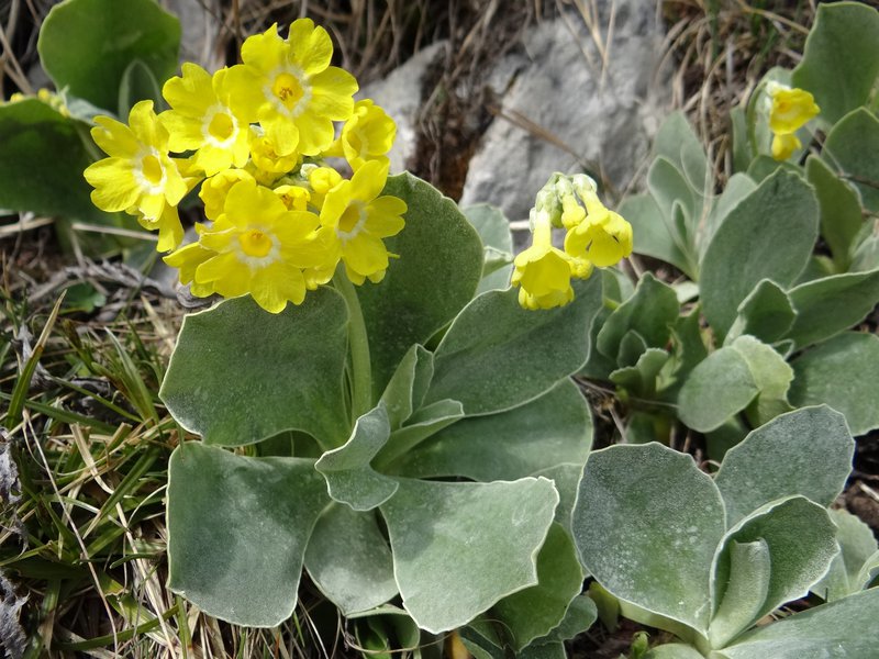 Aurikel / Primula auricula
