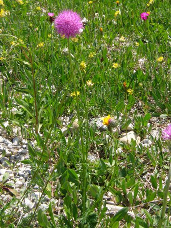 Alpen-Distel / Carduus defloratus