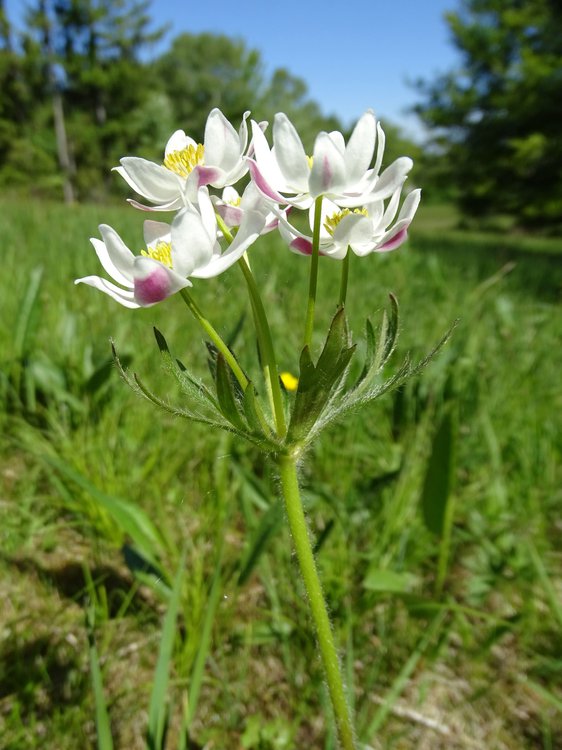 Berghähnlein / Anemone narcissiflora
