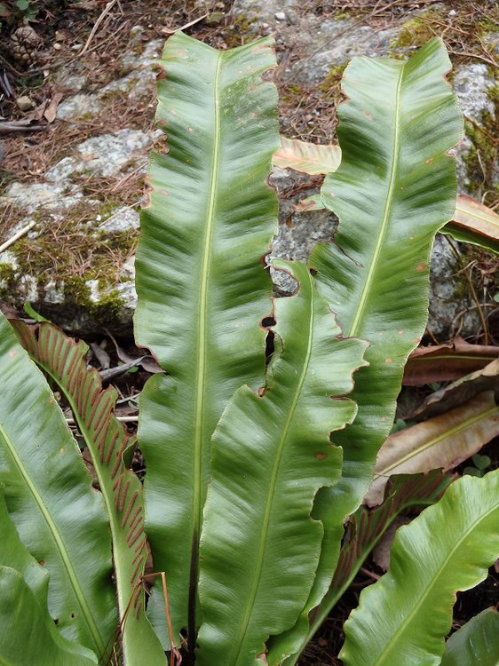 Hirschzungenfarn / Asplenium scolopendrium