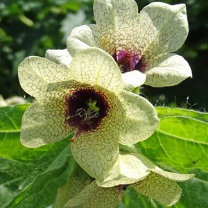 Schwarzes Bilsenkraut / Hysocyamus niger