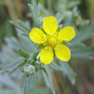 Silber-Fingerkraut / Potentilla argentea