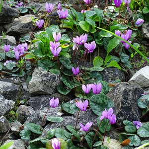 Wildes Alpenveilchen / Cyclamen purpurascens