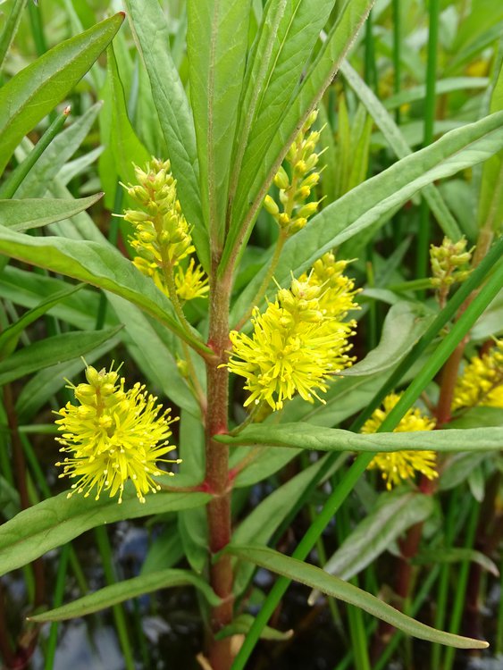 Straußblütiger Gilbweiderich / Lysimachia thyrsiflora