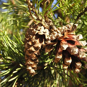 Gewöhnliche Kiefer / Pinus sylvestris