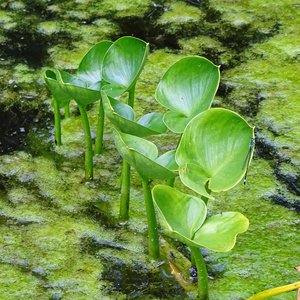 Schlangenwurz / Calla palustris