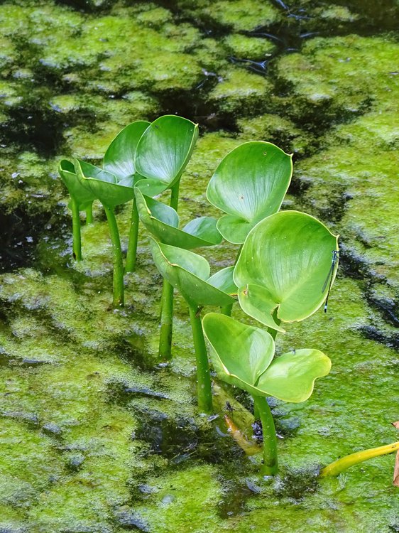 Schlangenwurz / Calla palustris