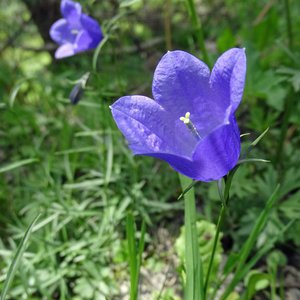 Scheuchzers-Glockenblume / Campanula scheuchzeri