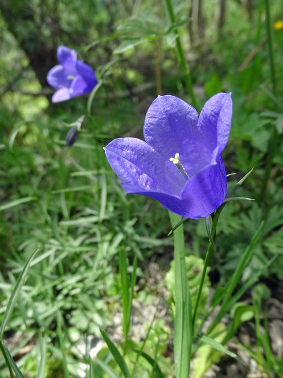 Scheuchzers-Glockenblume / Campanula scheuchzeri