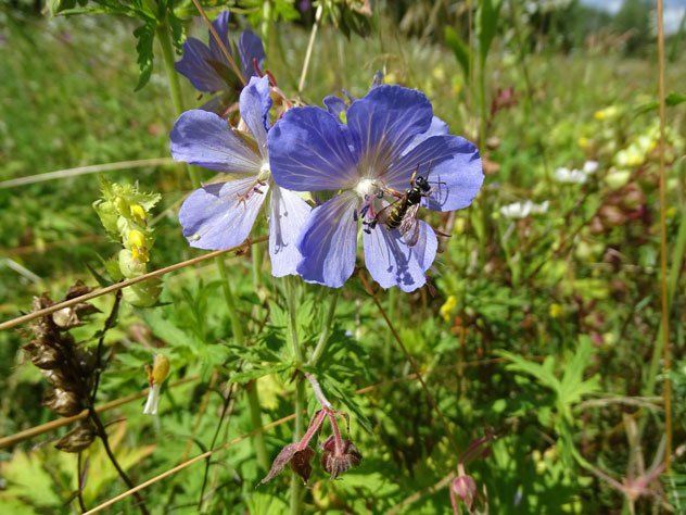 Wiesen-Storchschnabel / Geranium pratense