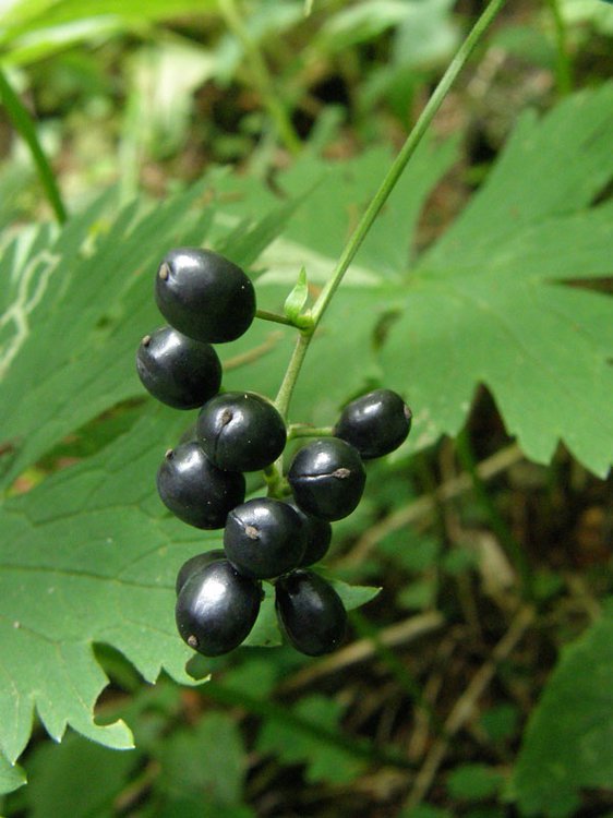 Christophskraut / Actaea spicata