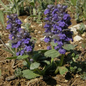 Genfer Günsel / Ajuga genevensis