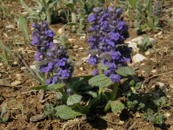 Genfer Günsel / Ajuga genevensis
