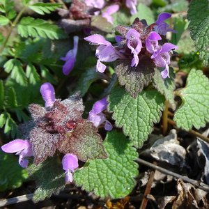 Rote Taubnessel / Lamium purpureum