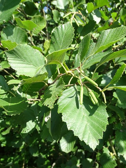 Grau-Erle / Alnus incana