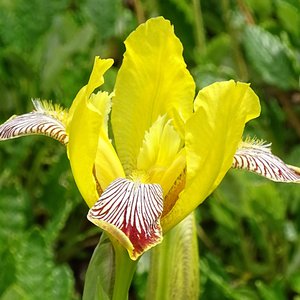 Bunte Schwertlilie / Iris variegata