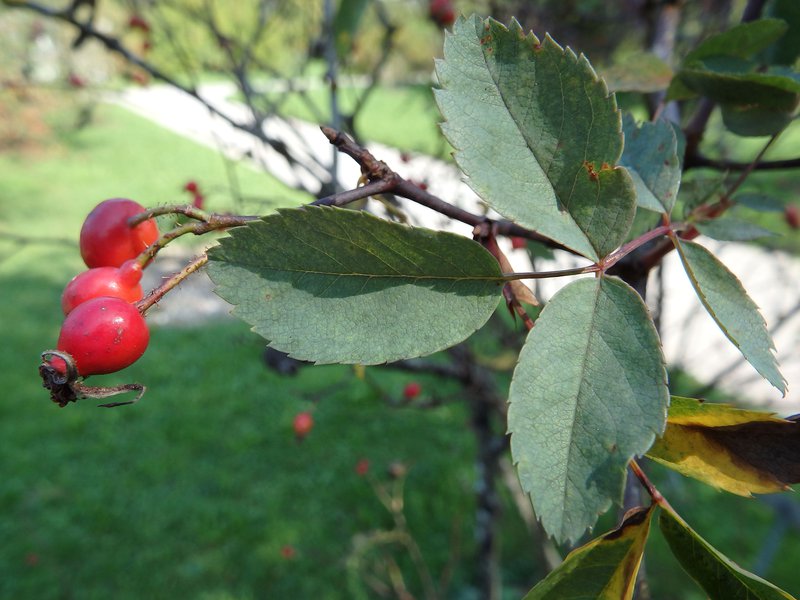 Rotblättrige Rose / Rosa glauca