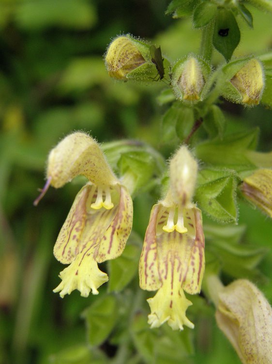 Klebriger Salbei / Salvia glutinosa