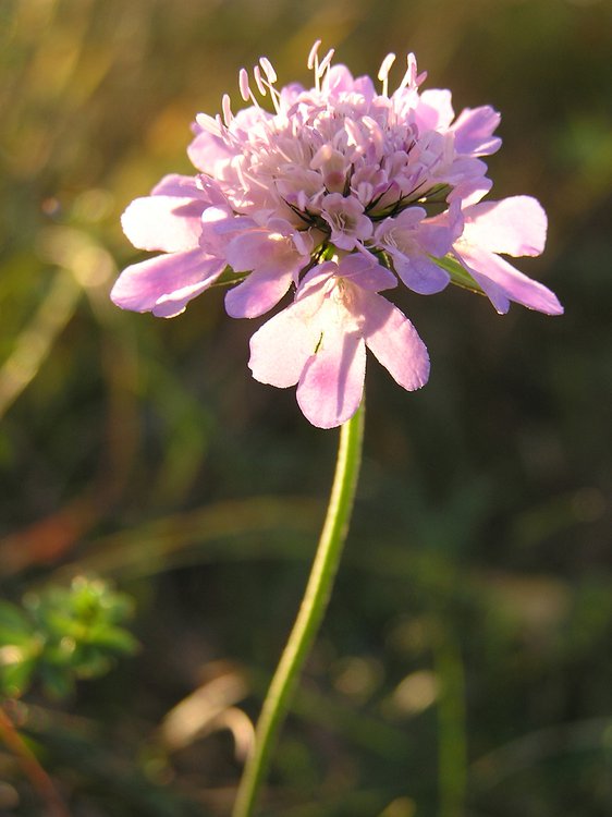 Acker-Witwenblume / Knautia arvensis
