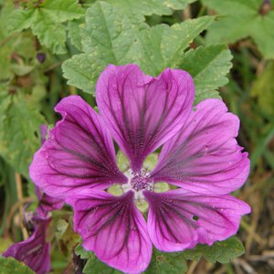 Wilde Malve / Malva sylvestris