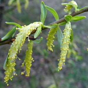Lavendel-Weide / Salix eleagnos