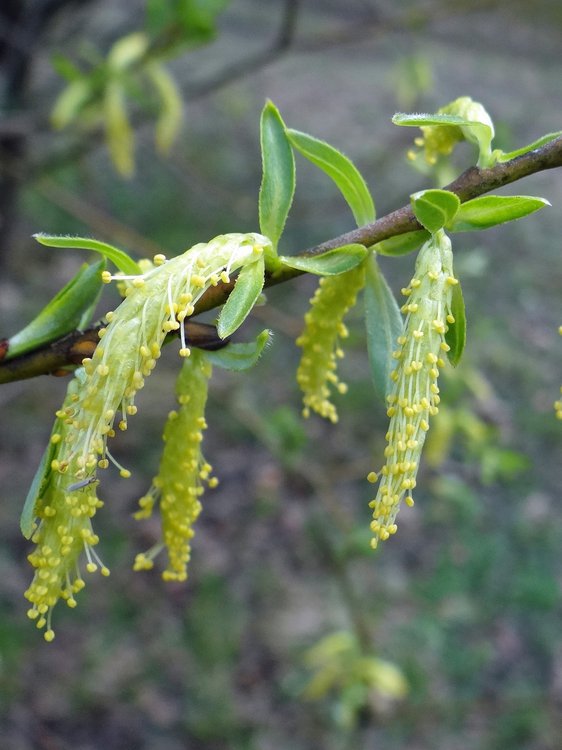 Lavendel-Weide / Salix eleagnos
