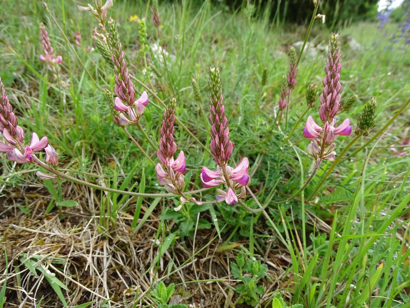Futter-Esparsette / Onobrychis viciifolia