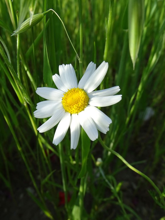 Acker-Hundskamille / Anthemis arvensis