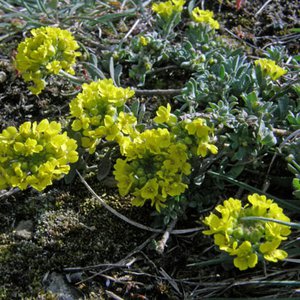 Berg-Steinkraut / Alyssum montanum