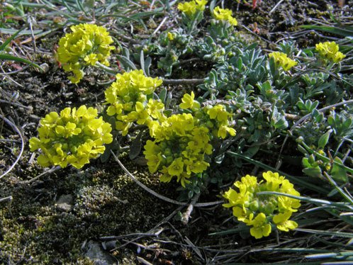 Berg-Steinkraut / Alyssum montanum