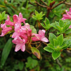 Behaarte Almrose / Rhododendron hirsutum