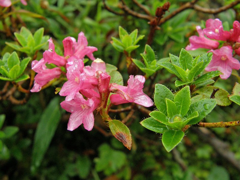 Behaarte Almrose / Rhododendron hirsutum