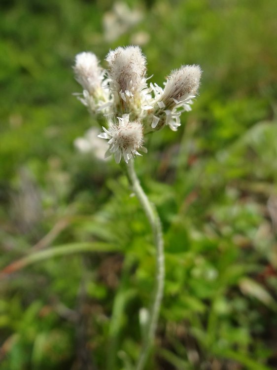 Karpaten-Katzenpfötchen / Antennaria carpatica