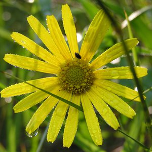 Weidenblättriges Ochsenauge / Buphthalmum salicifolium