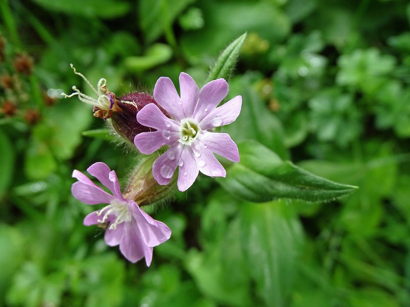 Rote Lichtnelke / Silene dioica